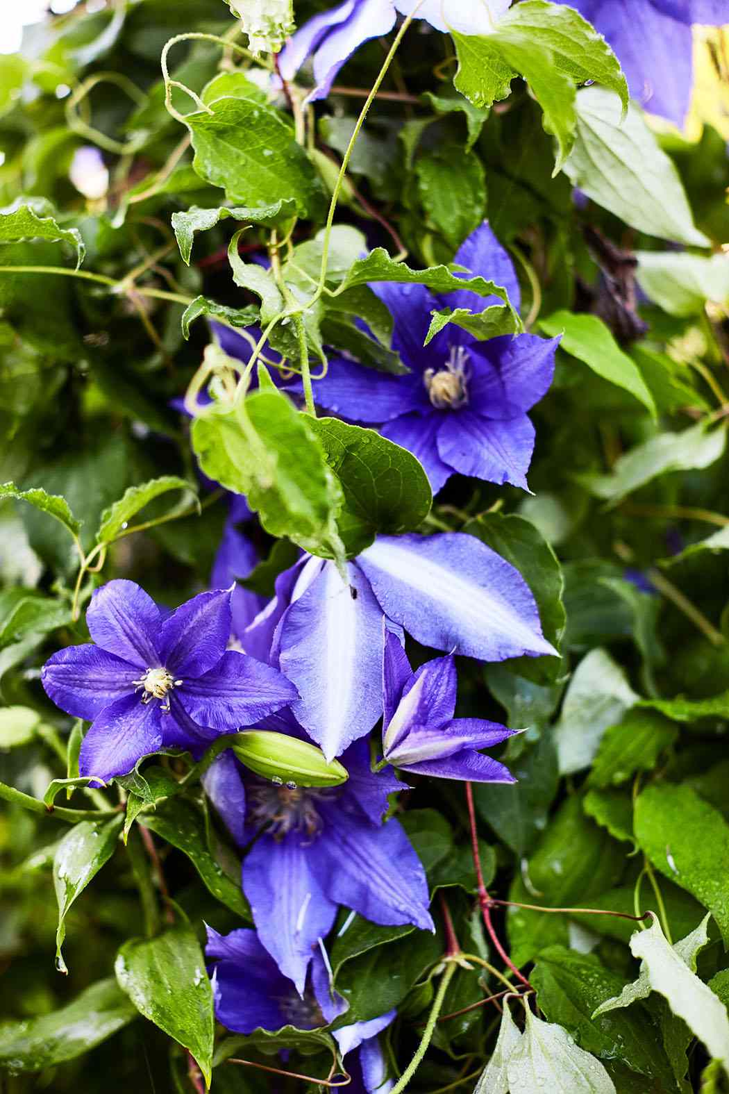 Dark Purple Clematis Growing in decorvow Border Garden, Bedford New York