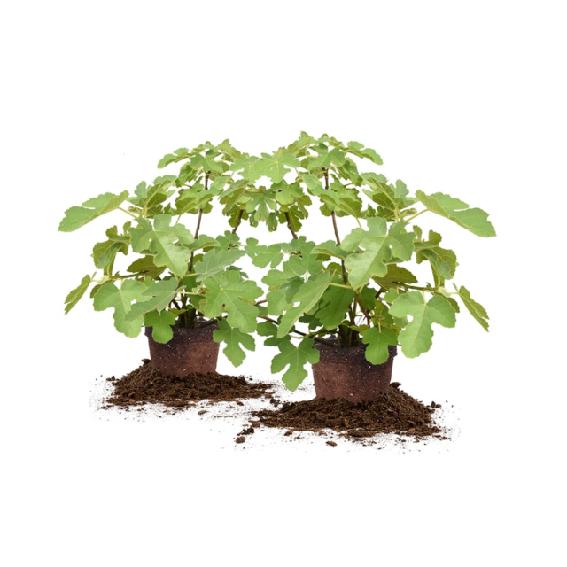 Two potted fig plants with green leaves and soil