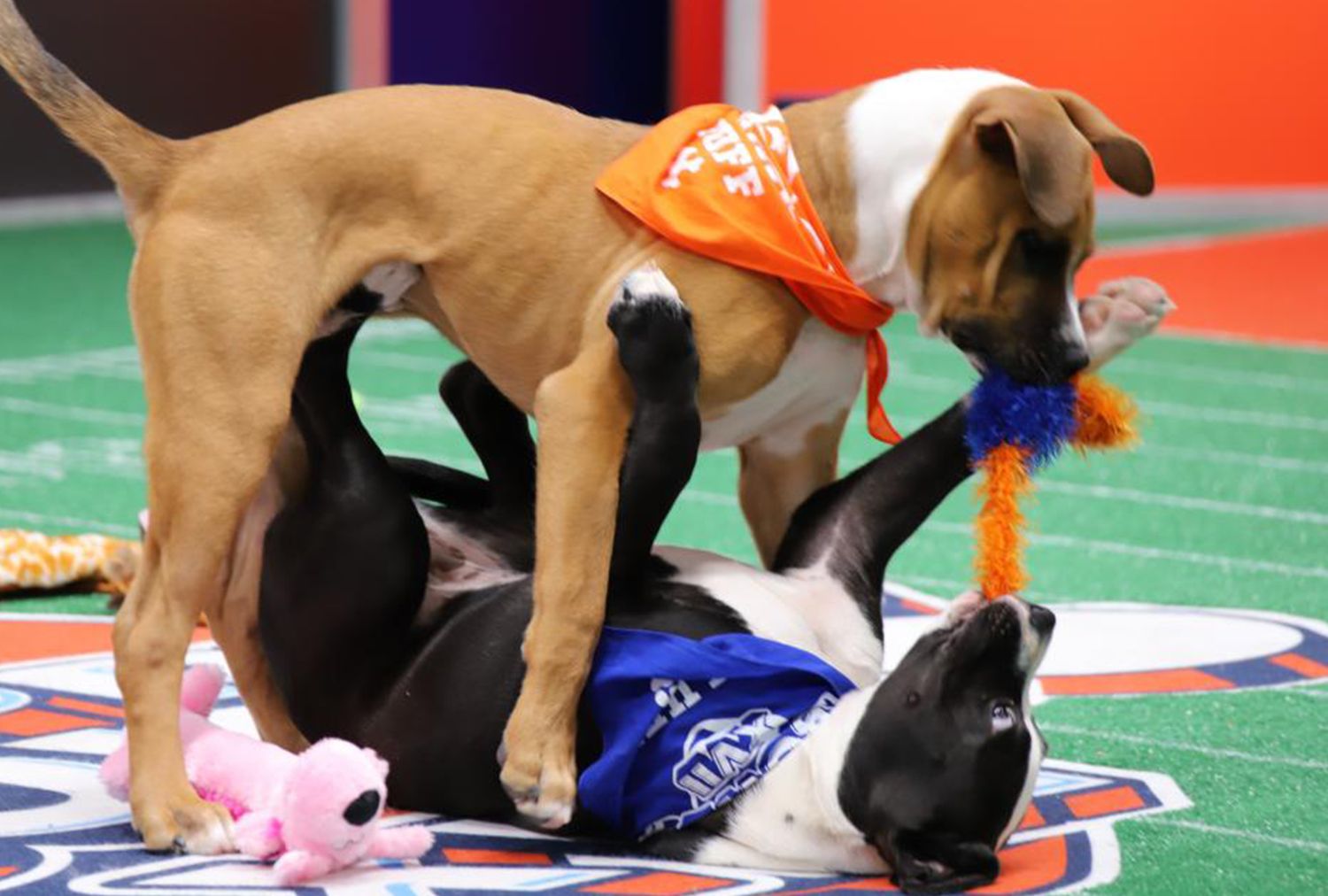 Two puppies playing on a sportsthemed field one tugging a chew toy held by the other