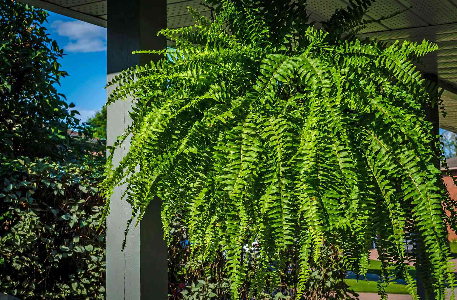 boston fern hanging from porch