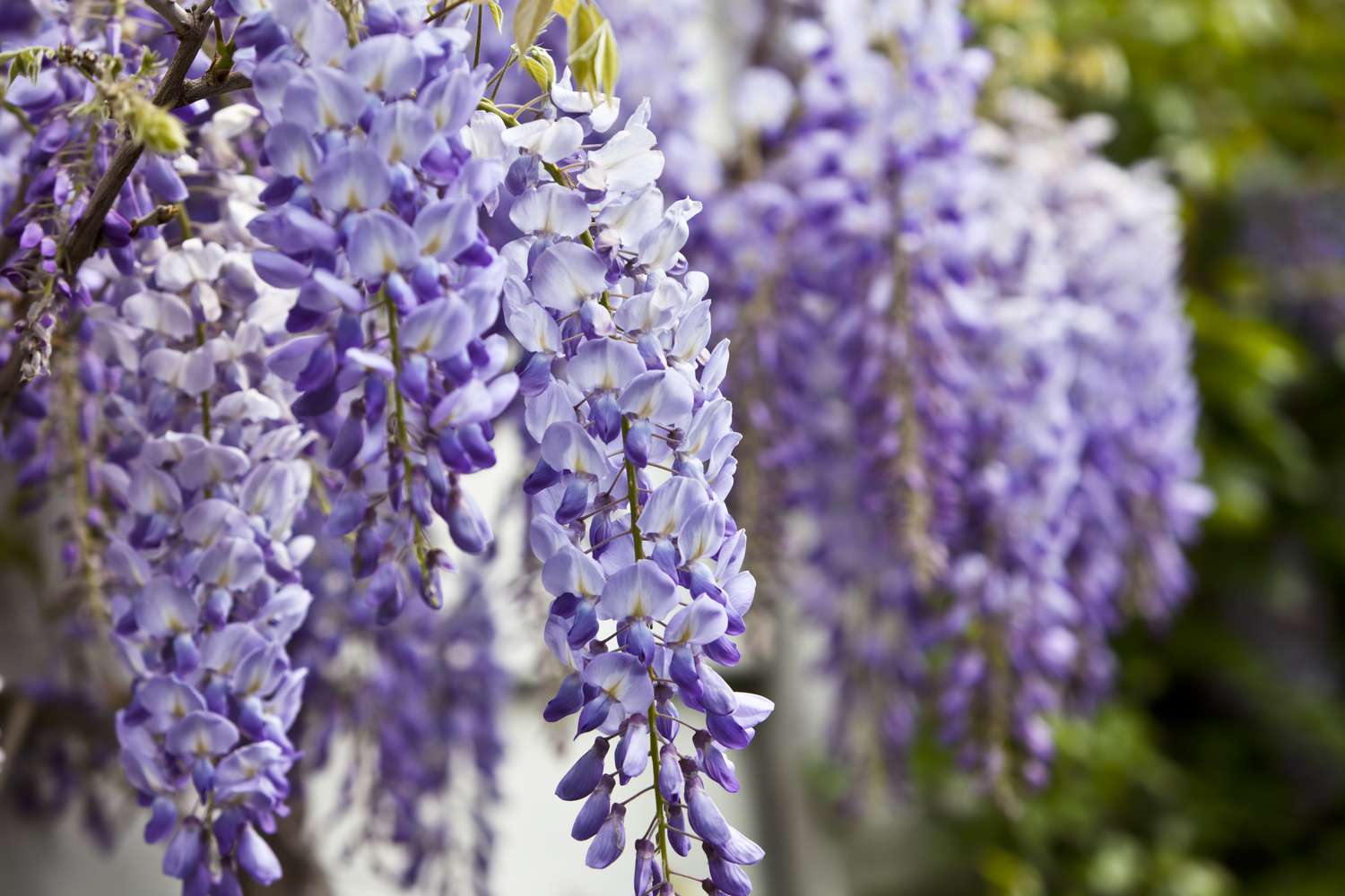 Wisteria