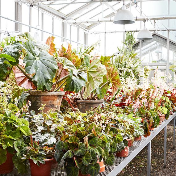begonias in greenhouse