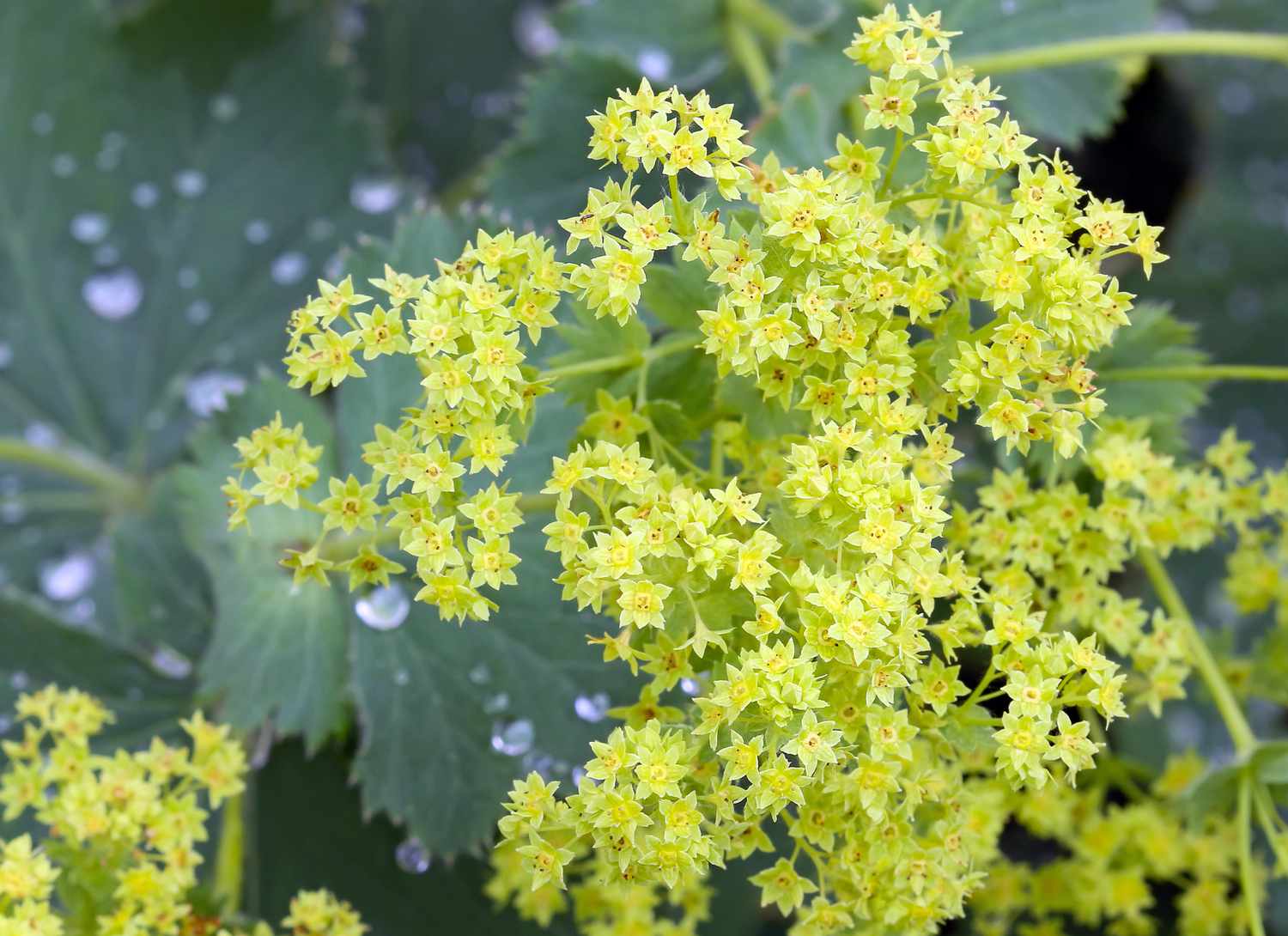 ladys mantle with yellow blooms 