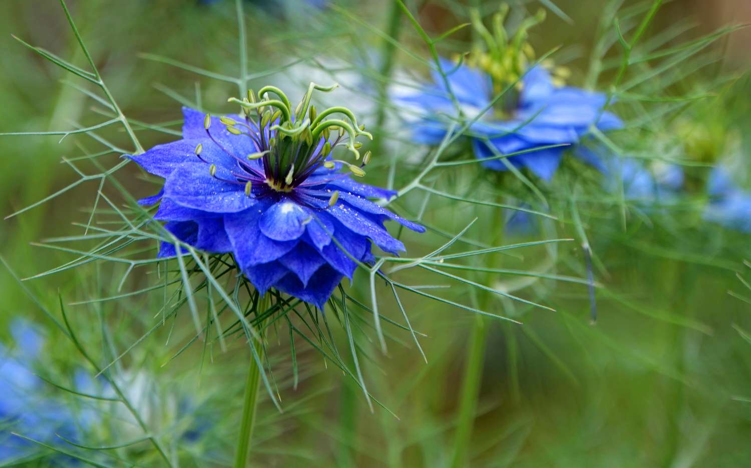 Blue flowers with green stems and foliage