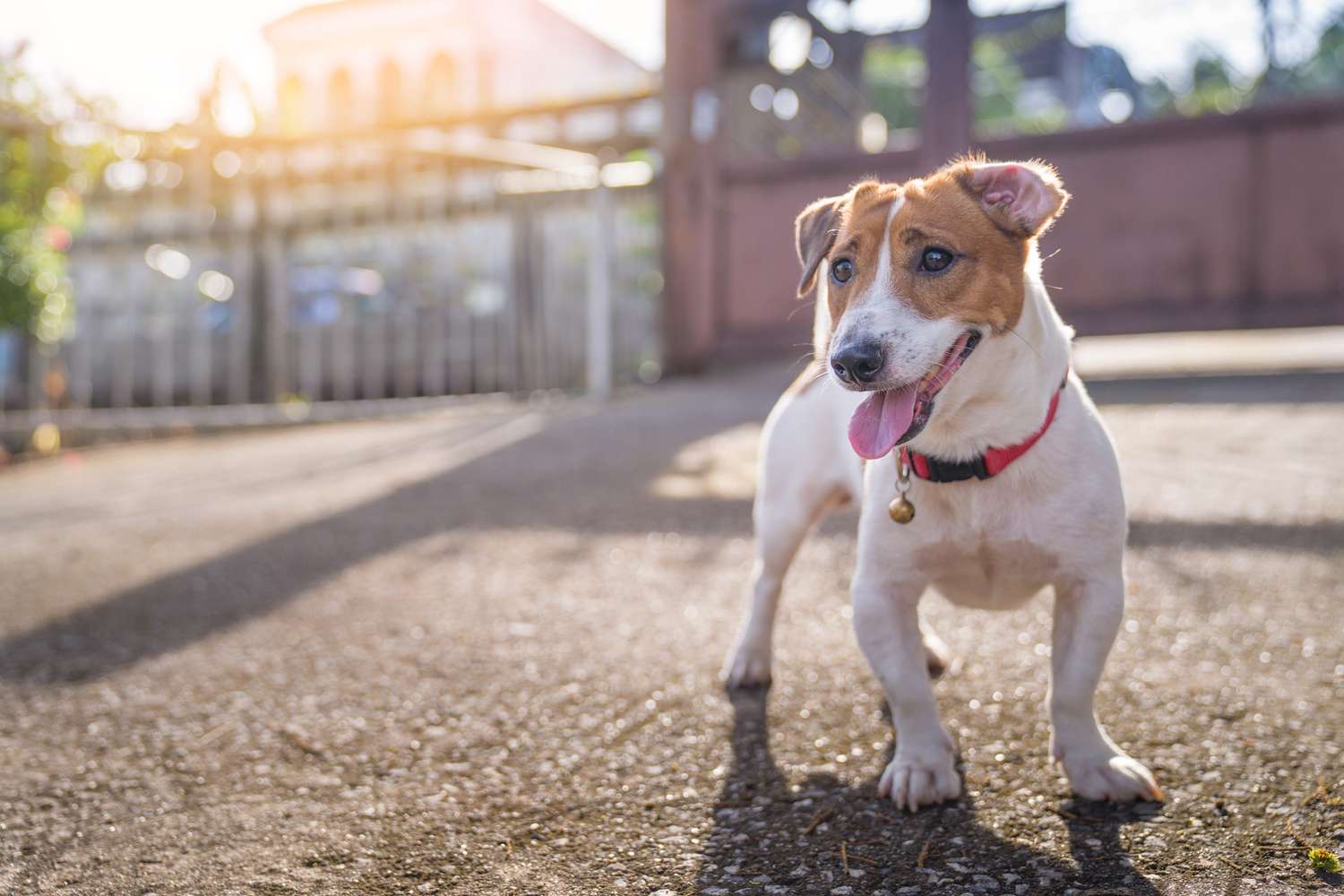 jack russell terrier dog with red collar