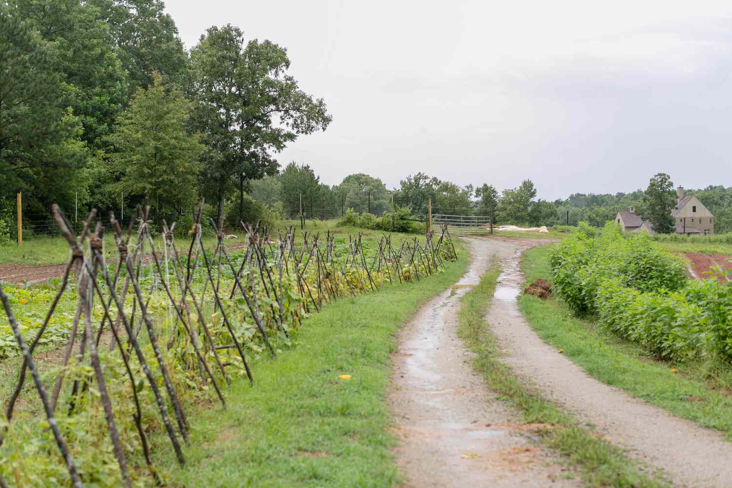 garden trellises built from branches 