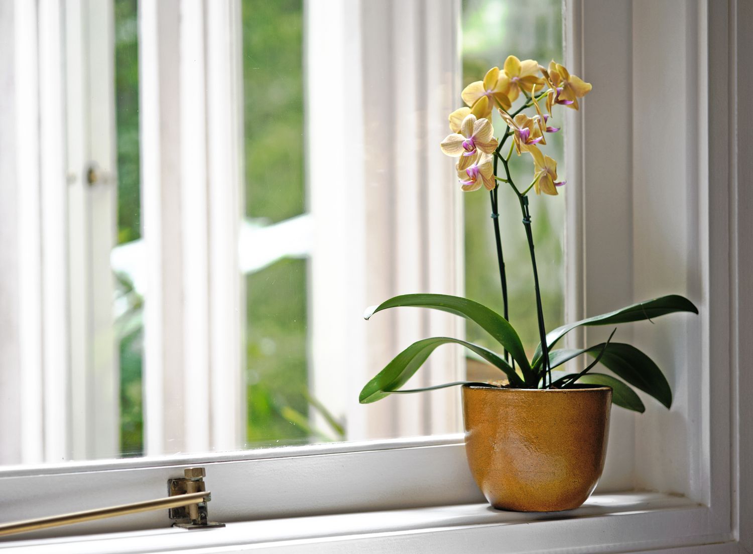 Yellow orchid on windowsill