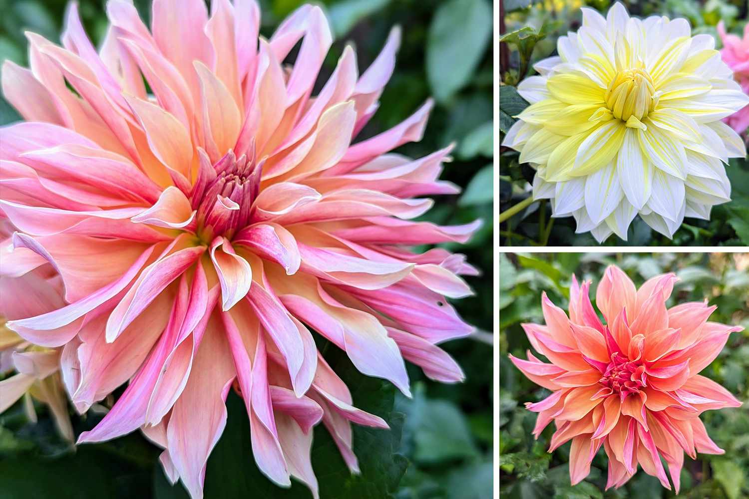 3 dahlias