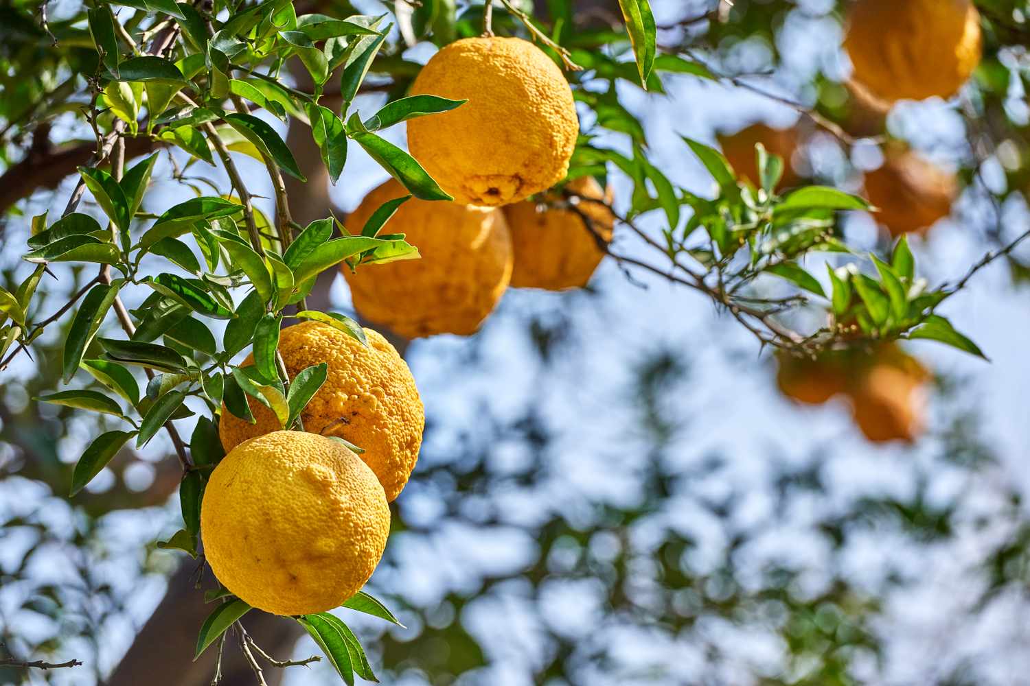 Citrus fruits growing on a tree surrounded by green leaves