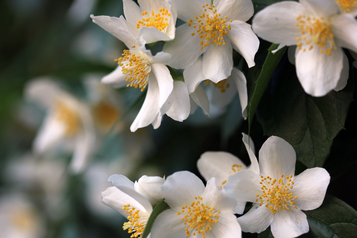 white winter jasmine flowers