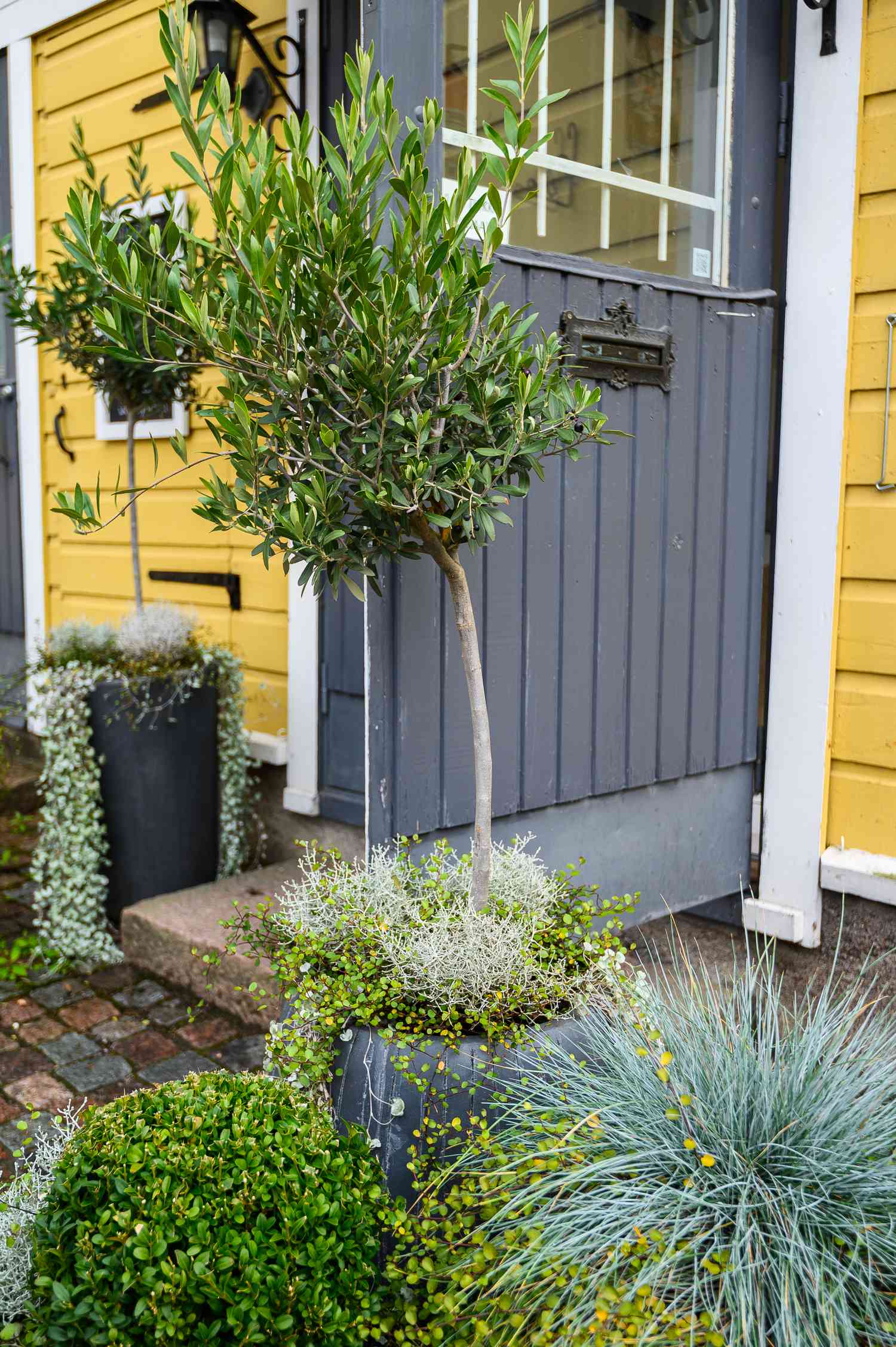 Pots with green street plants succulents