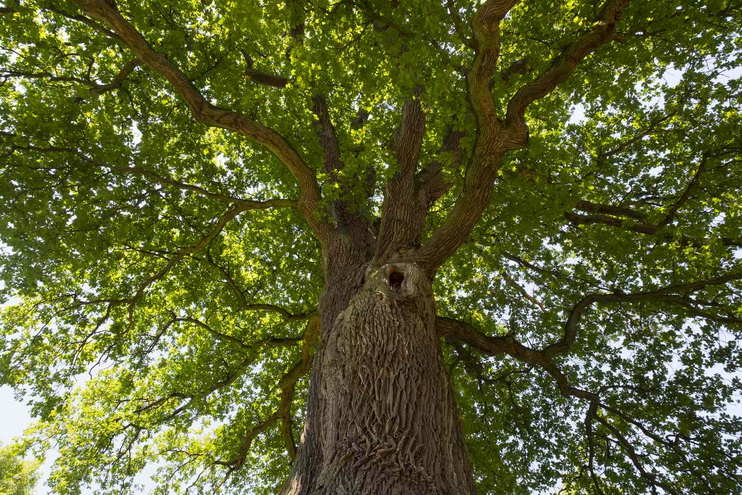 Closeup of large green oak tree's many branches
