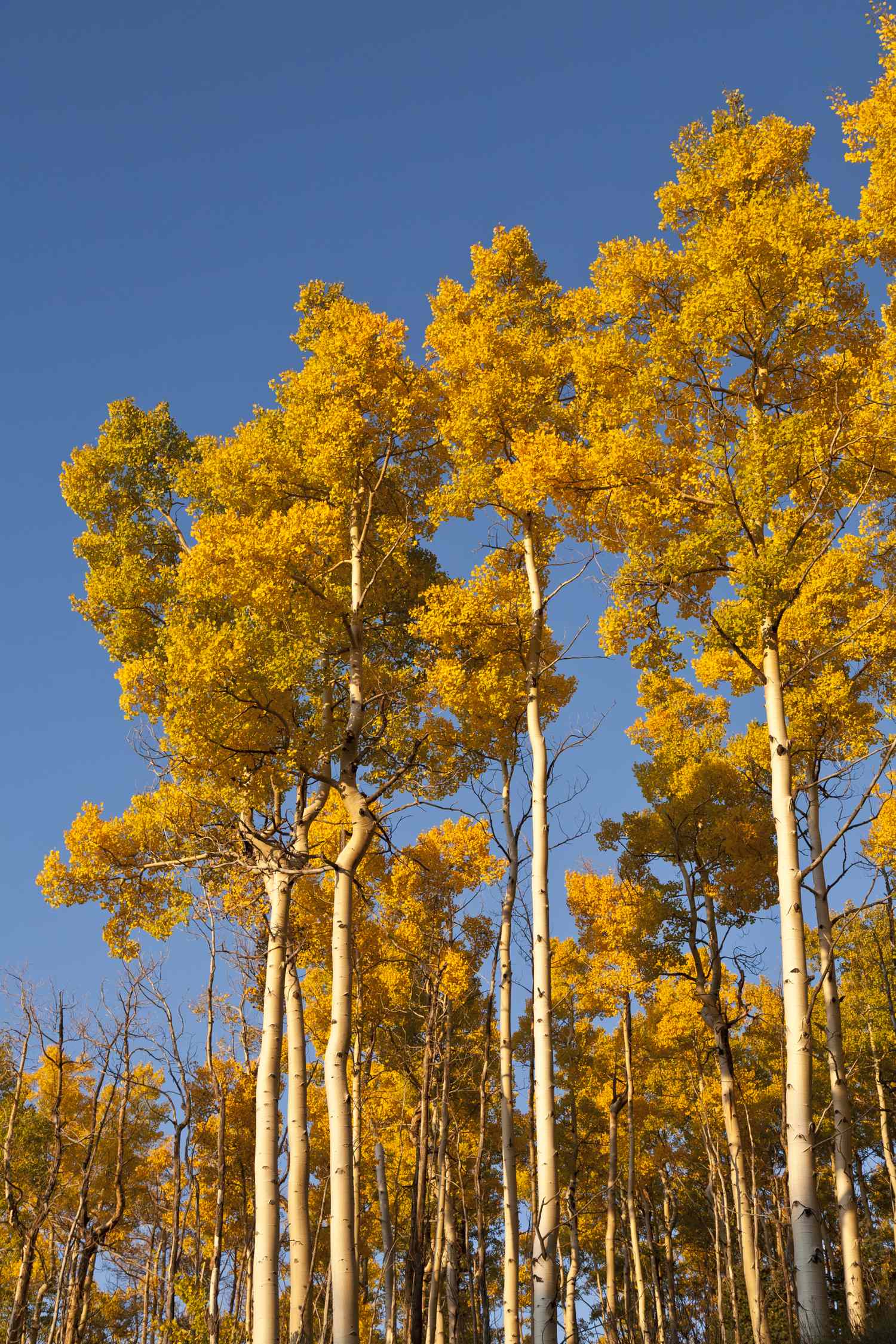 Tall trees with yellow leaves extending into a clear sky