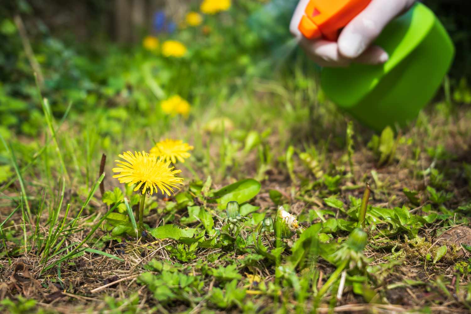 spraying weeds in garden
