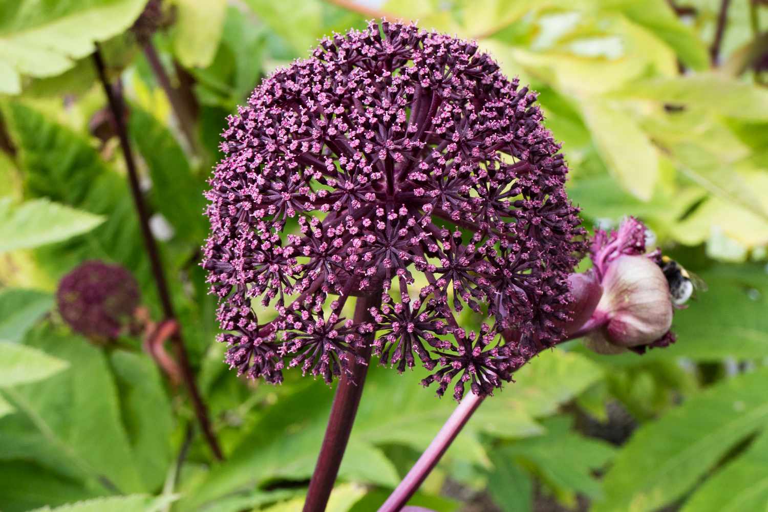 Korean Angelica