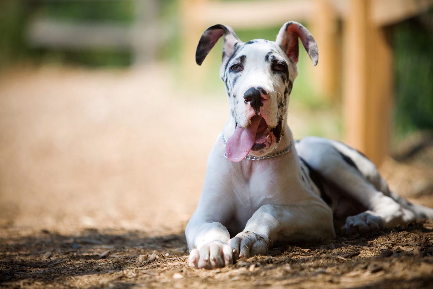 Great Dane dog puppy