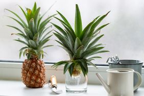pineapple crown growing
