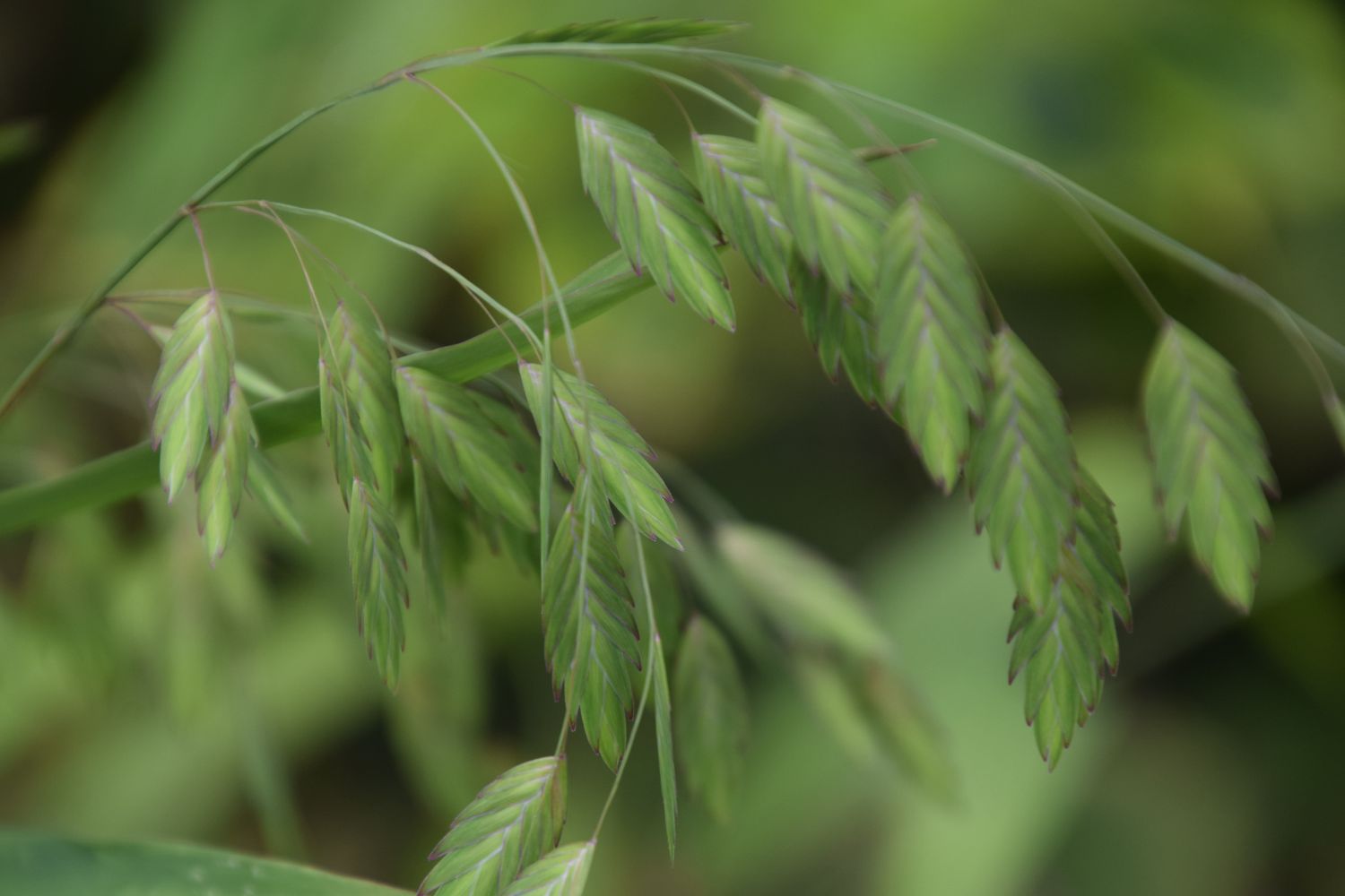 flowering Chasmanthium latifolium known as woodoats, inland sea oats, northern sea oats or river oats in august in germany