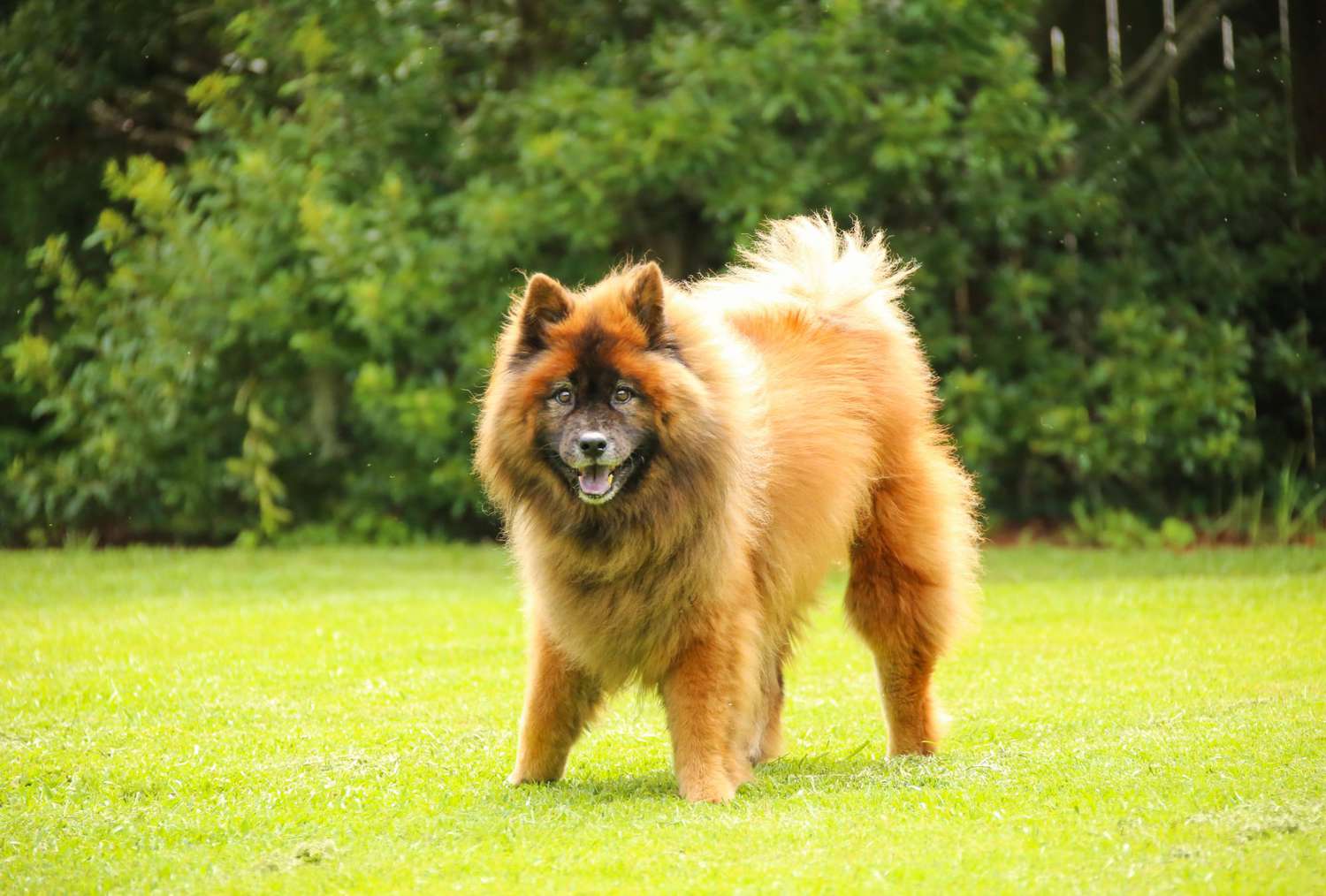 Happy and healthy eurasier dog