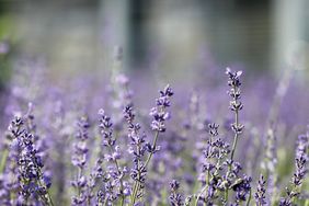 lavender-147-d112299.jpg