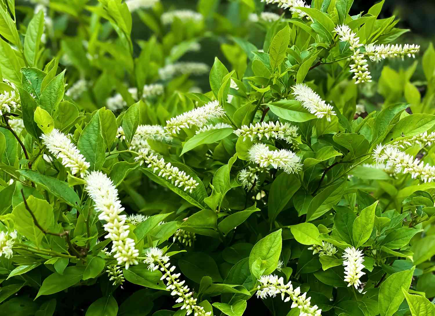 virginia sweetspire bush with white blooms