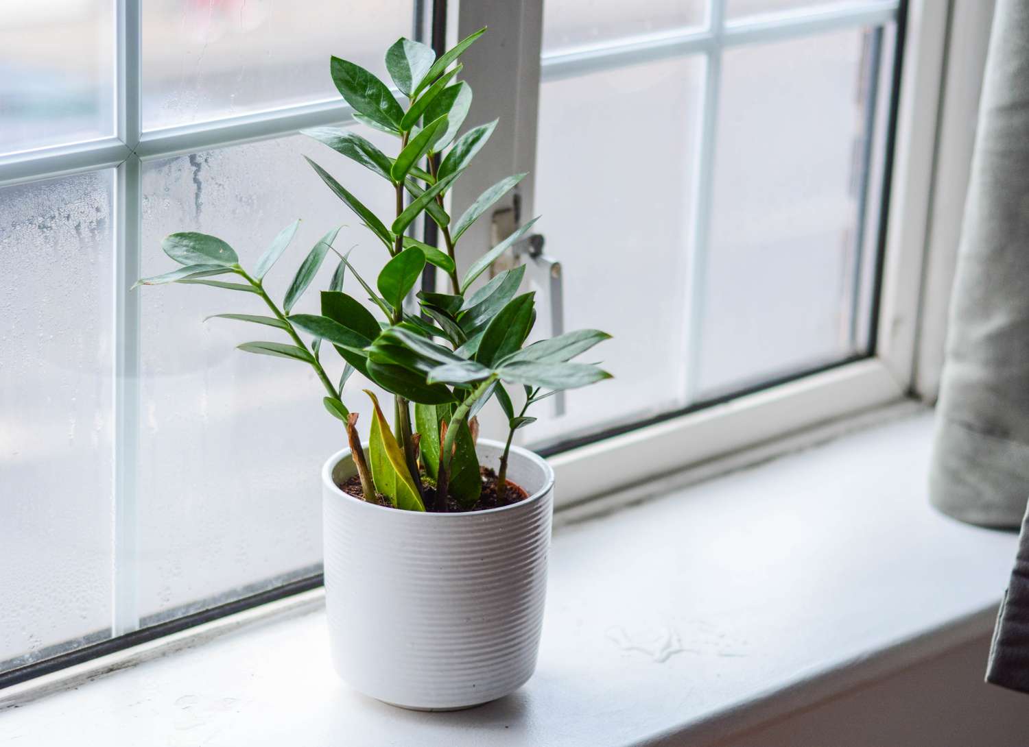 zz plant in a white pot on a window sill