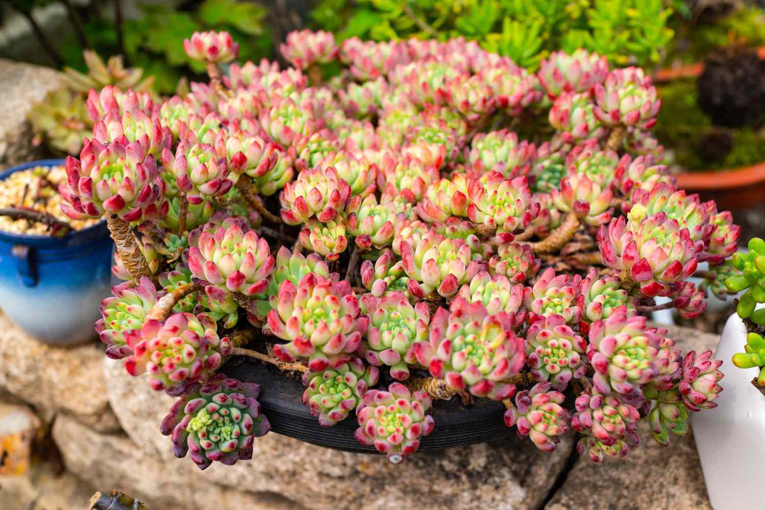 Potted succulents plants