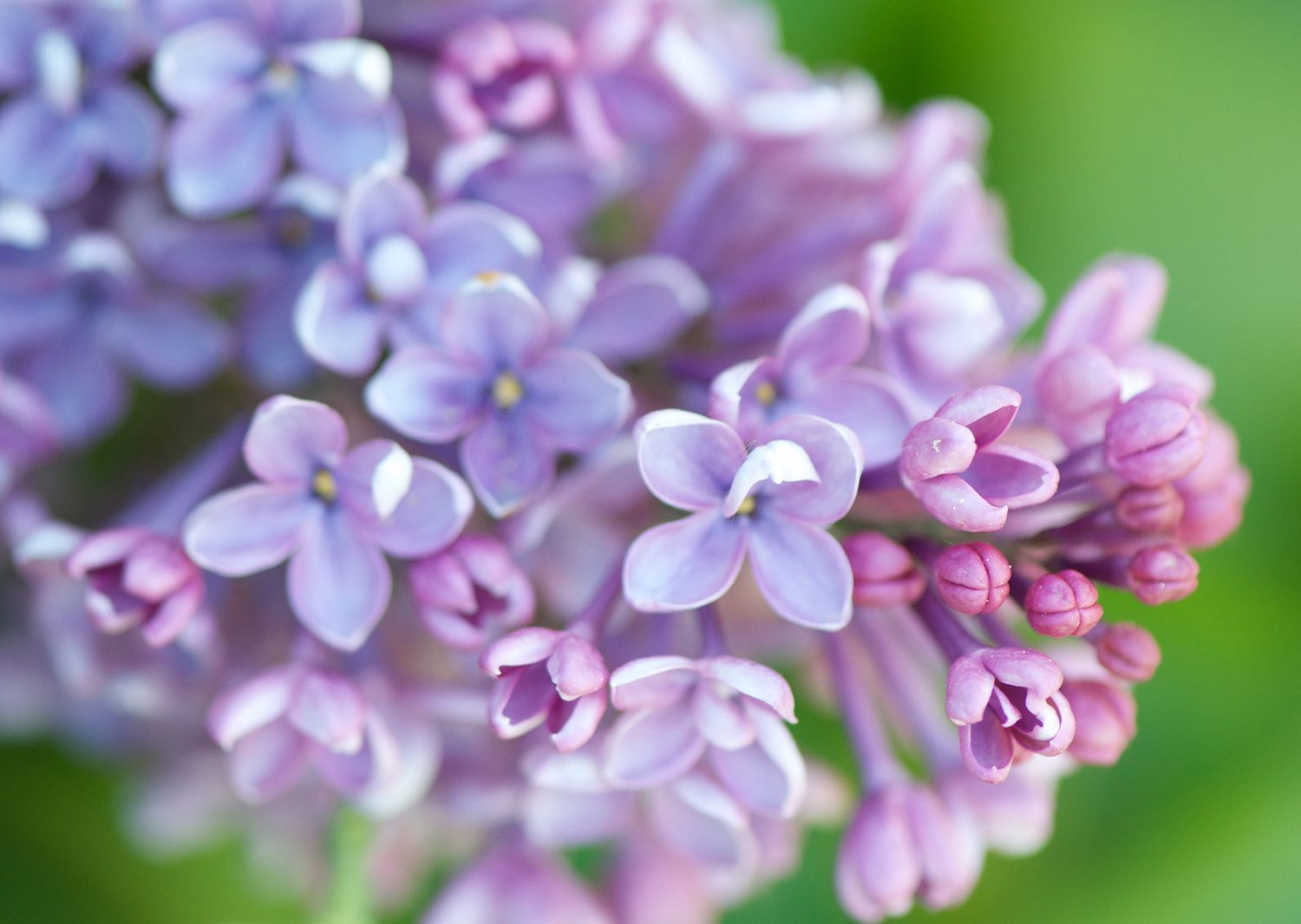 lilac purple blooms spring flower
