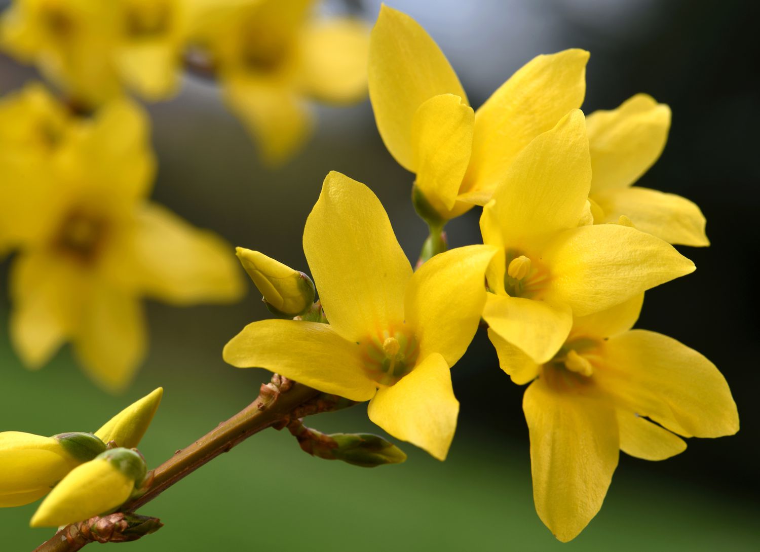 forsythia plant with yellow blooms in garden