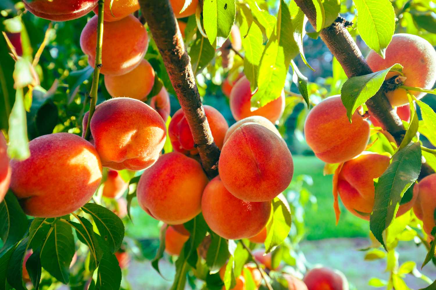 Peaches hanging from tree branches in an orchard