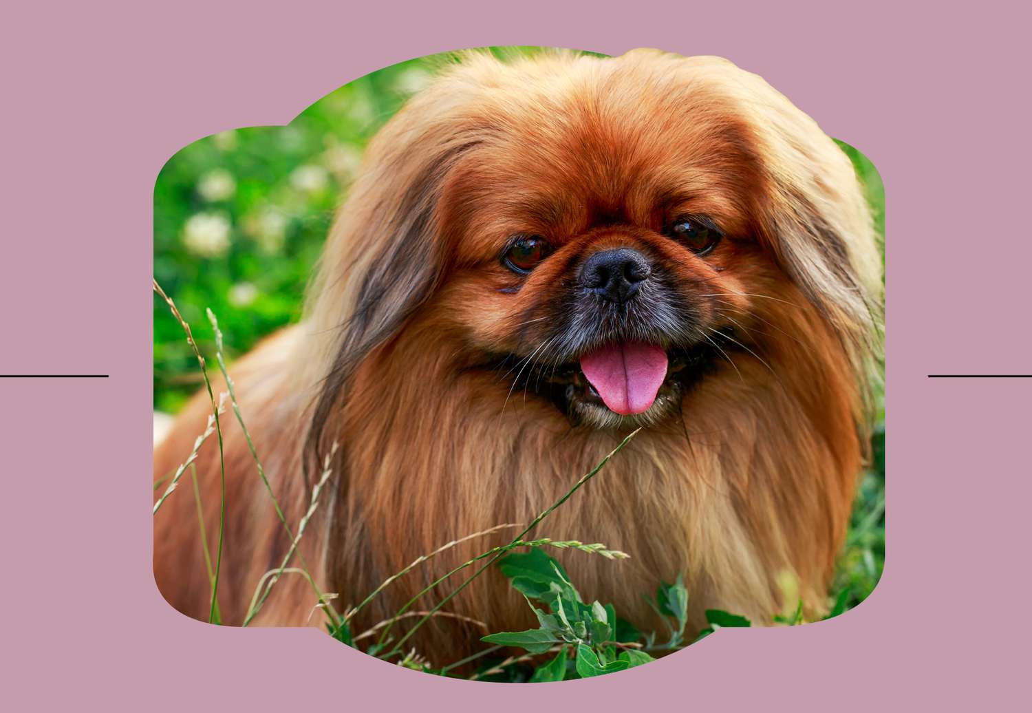 Pekingese
