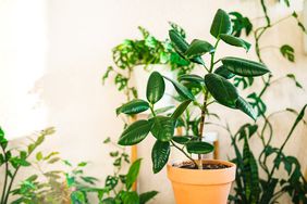 Ficus Elastica plant indoors