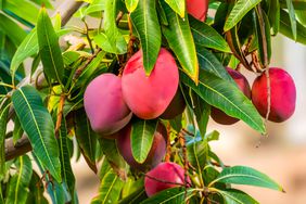 Mango growing on tree