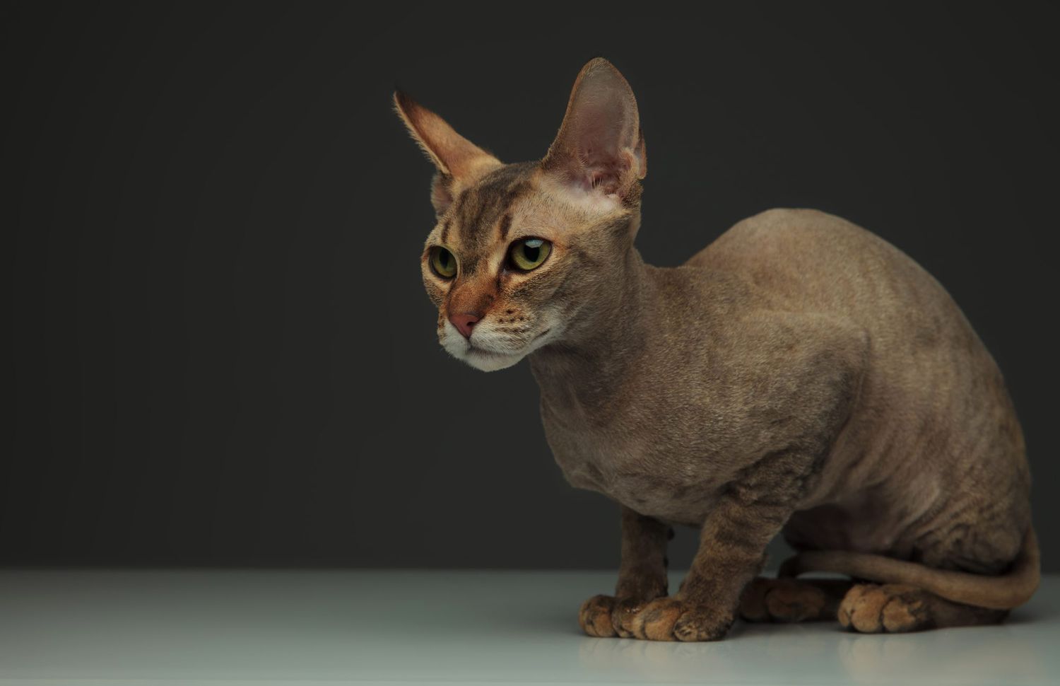 peterbald cat sitting