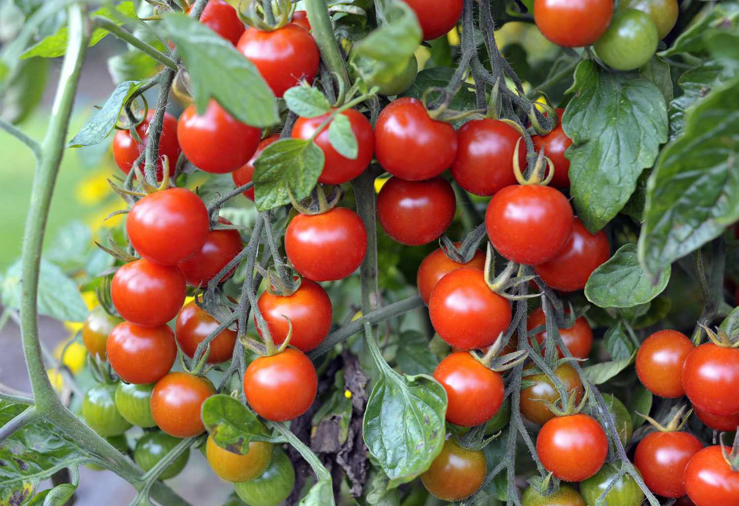cherry tomatoes growing in garden
