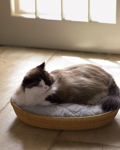 la103157_1207_catbeds.jpg