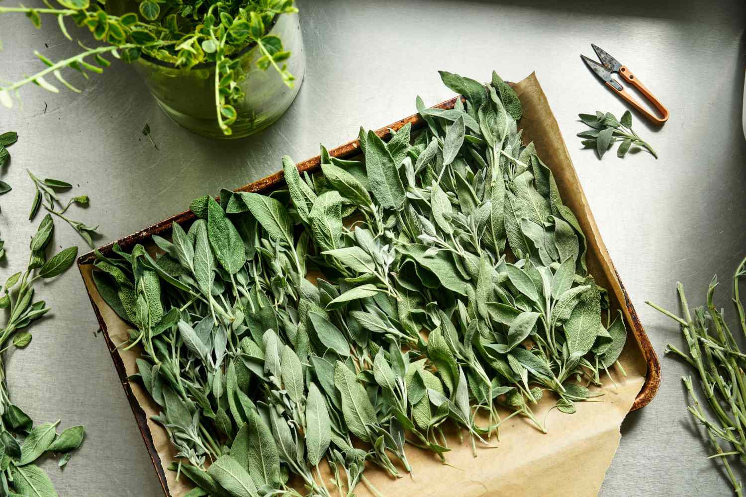 Freshly picked sage leaves on baking tree for drying 
