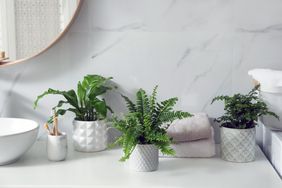 Beautiful green ferns, towels and toothbrushes on countertop in bathroom