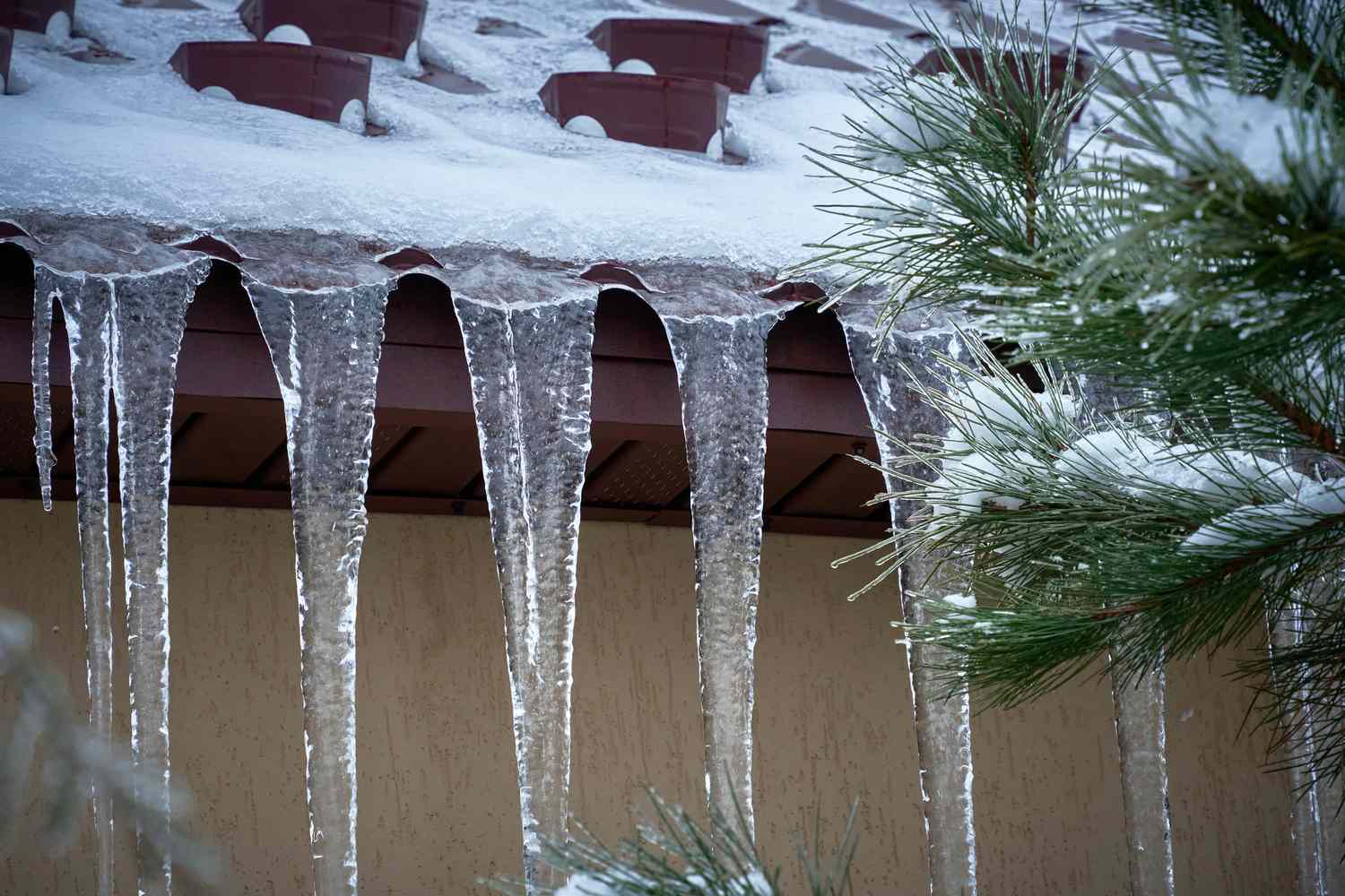 Icicles hanging from a roofs edge with snow and pine branches nearby