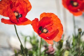big red poppies in bloom in a flower garden