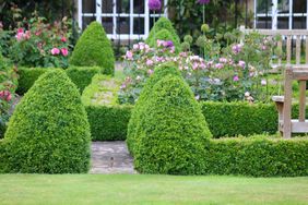 Series of intertwined boxwood hedges.