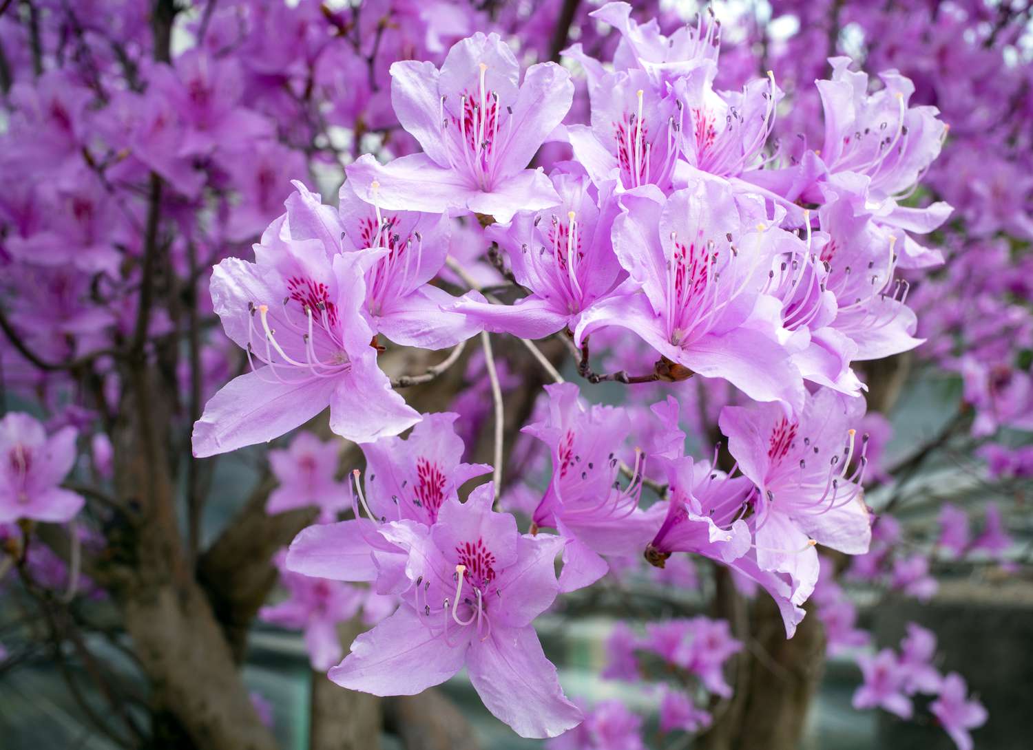 blooming purple azaleaa 