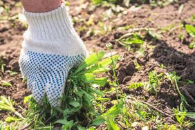 A person wearing a glove pulling weeds from soil in a garden