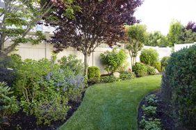 Lush backyard garden with a lawn trees and shrubs along a fenced boundary