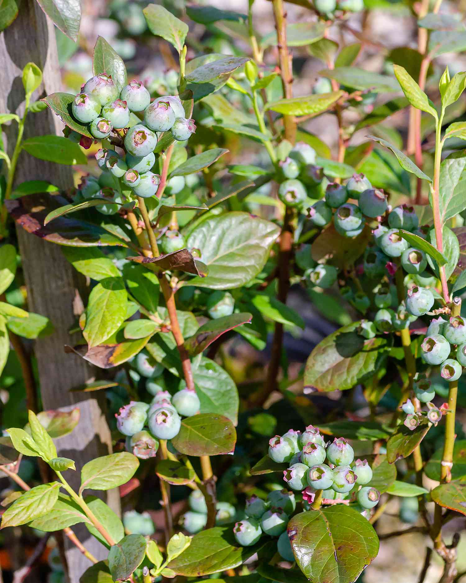 abbiteye blueberry plant