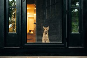 A cat sits behind a glass door illuminated from light inside a house