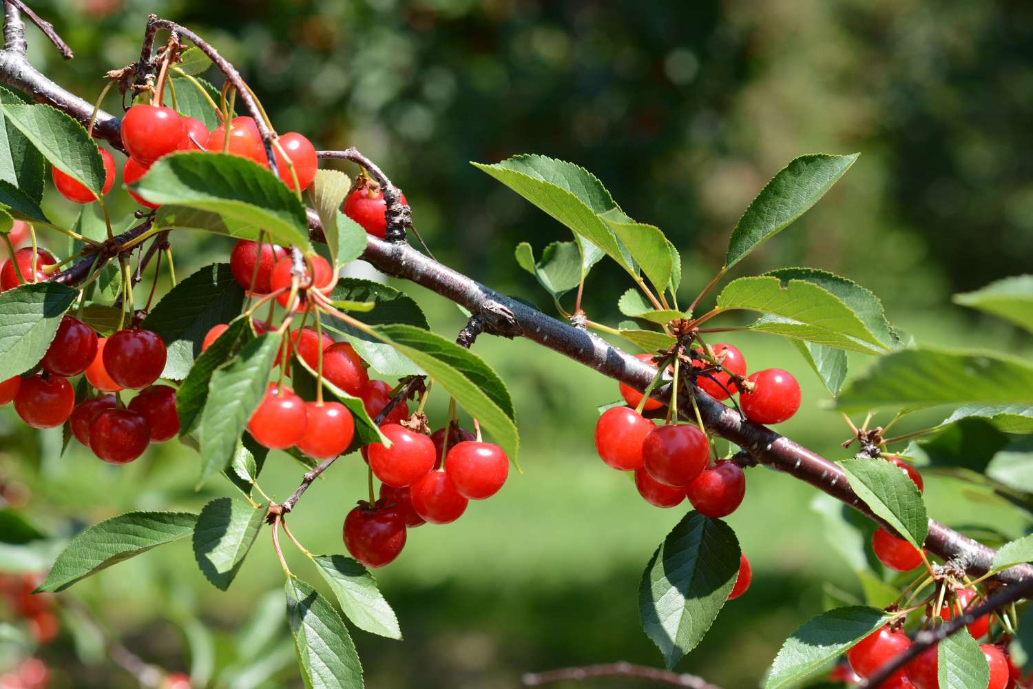 Closeup of Montmorency tart cherries (Prunus cerasus) on the branch ready to pick. Also called sour cherries.