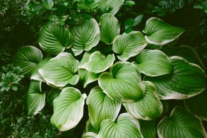Cluster of hosta plant leaves with prominent ridges