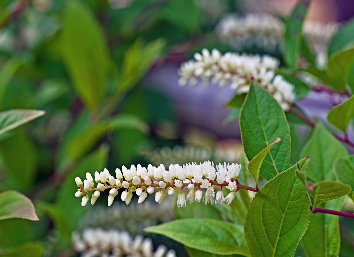 virginia willow plant with white, long blooms