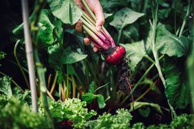 harvesting beets in garden